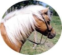 Double Registered Arenosa Shetland and Miniature Horse stallion: Kewpie's Klassic Kreation of Arenosa, sired by the legendary Kewpie Doll's Diablo